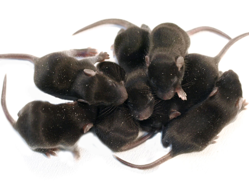 F mice. Клонированные мыши. Семейство крыс. Клонирование мышей. Первая клонированная мышь.