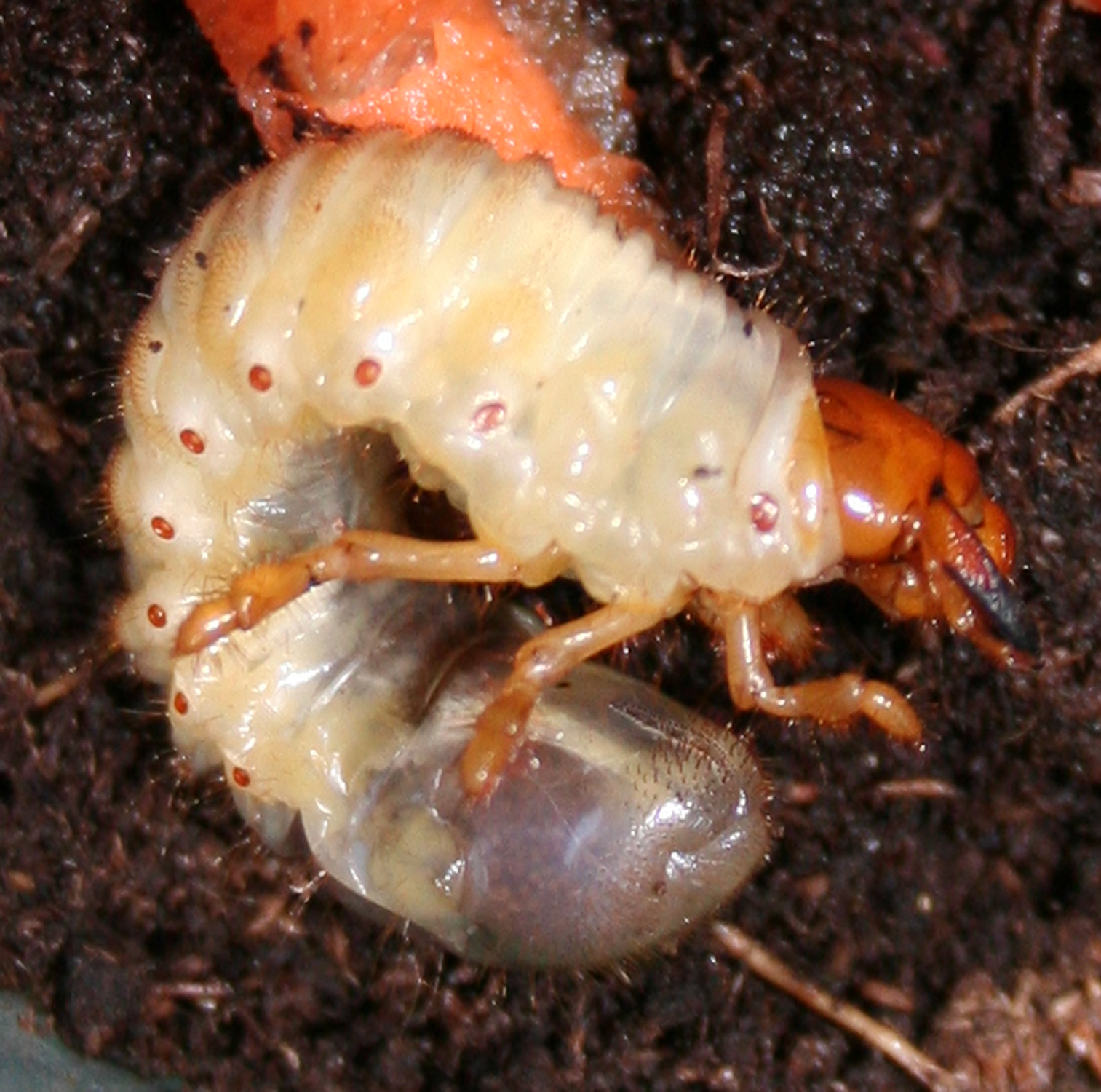 Личинка жука древоточца