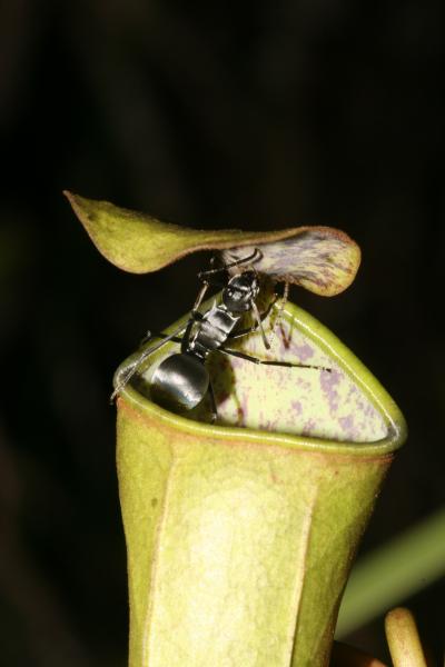 Pitcher plant uses power of the rain to trap prey (w/ Video)