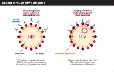 How Stealthy HIV Evades Drugs and Immunity
