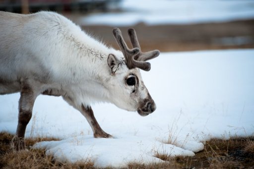 Arctic reindeer cool with snow, but not rain, study says