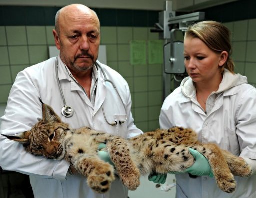 Vets take action to save Poland's lynx