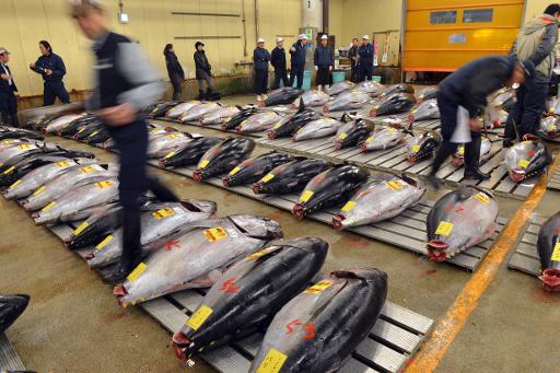 Showdown looms for lucrative tuna industry