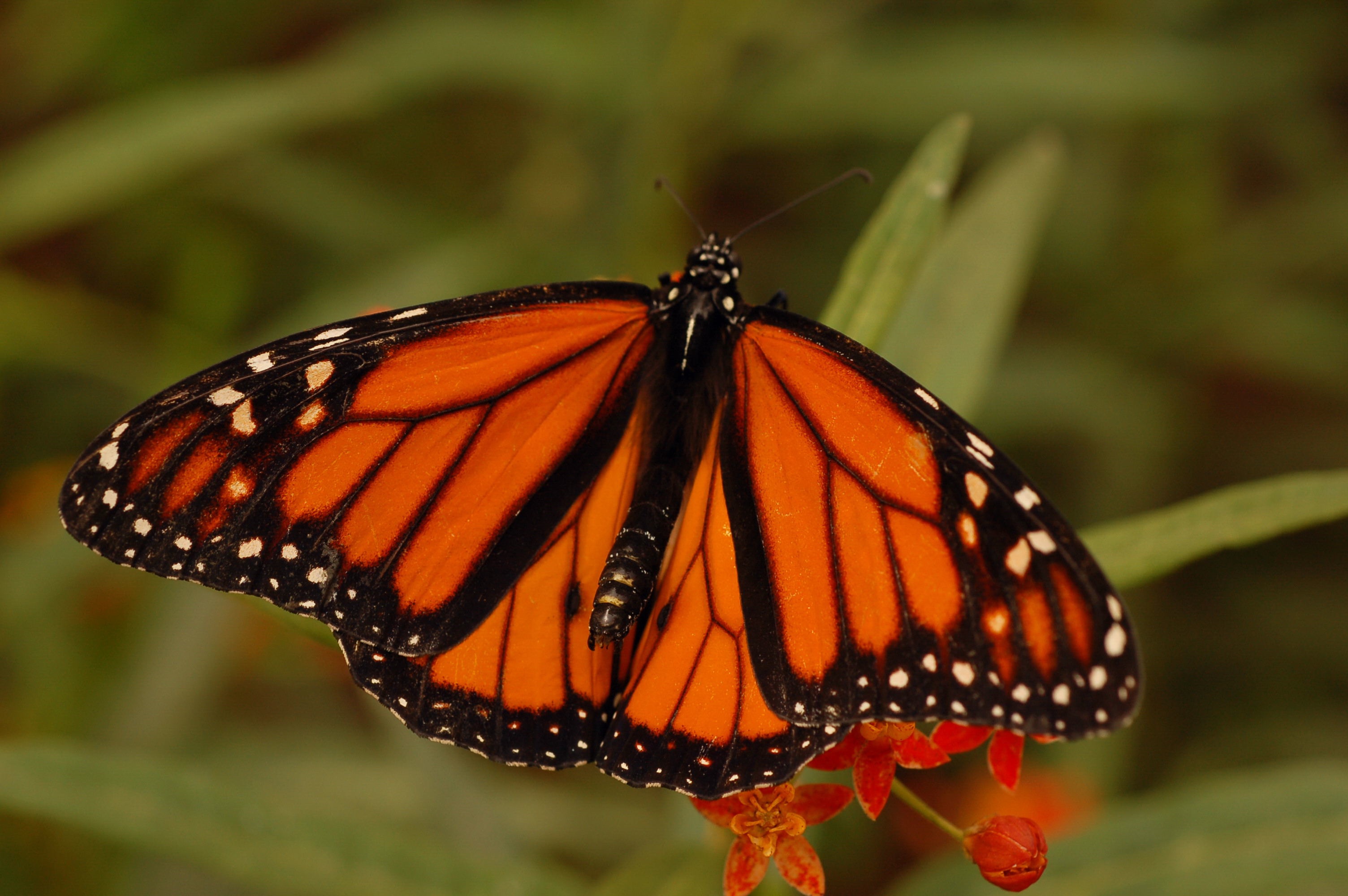 Monarch Butterfly Migration Wikipedia Monarch Butterf - vrogue.co