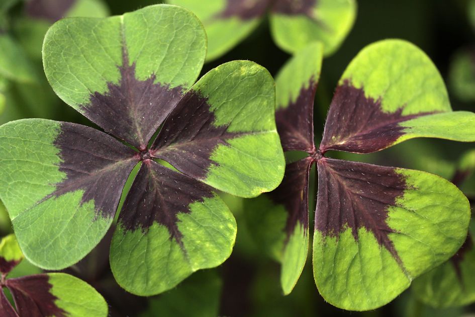 That four-leaf clover you found may not be a four-leaf clover