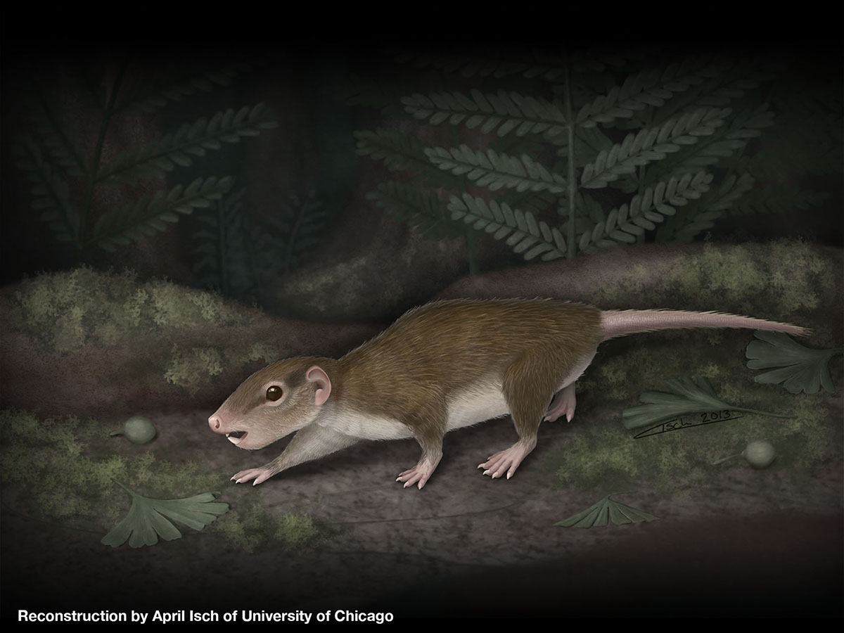 Chinese super-rat roamed Earth 160 million years ago