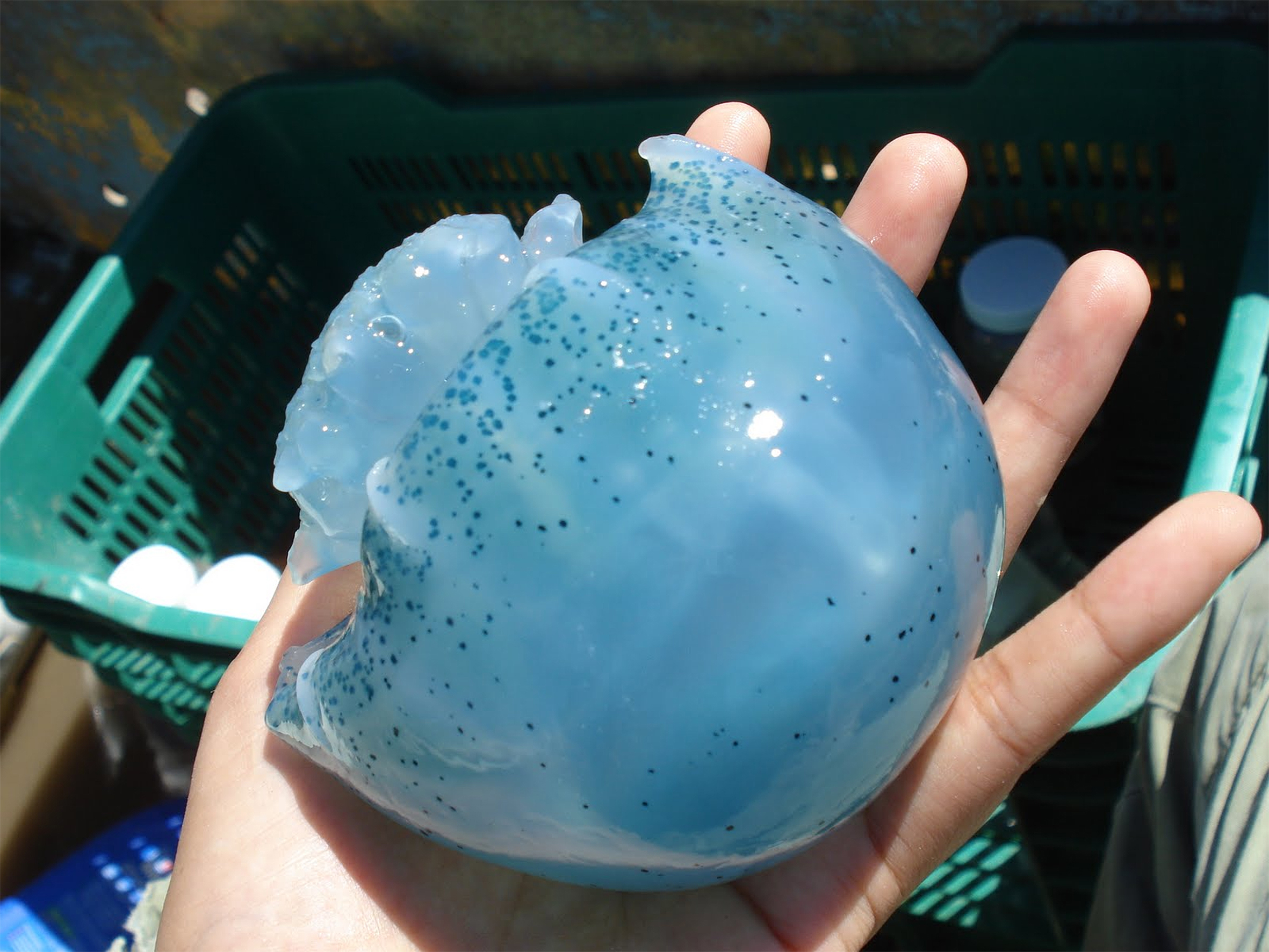 Resultado de imagen de blue cannonball jellyfish