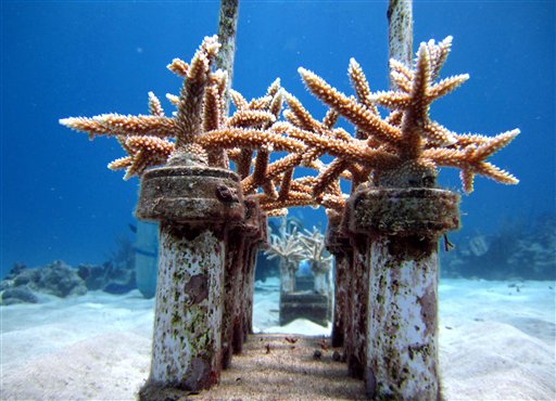 Research Shows Transplanting Staghorn Corals Could Help The Species Recover  In The Caribbean