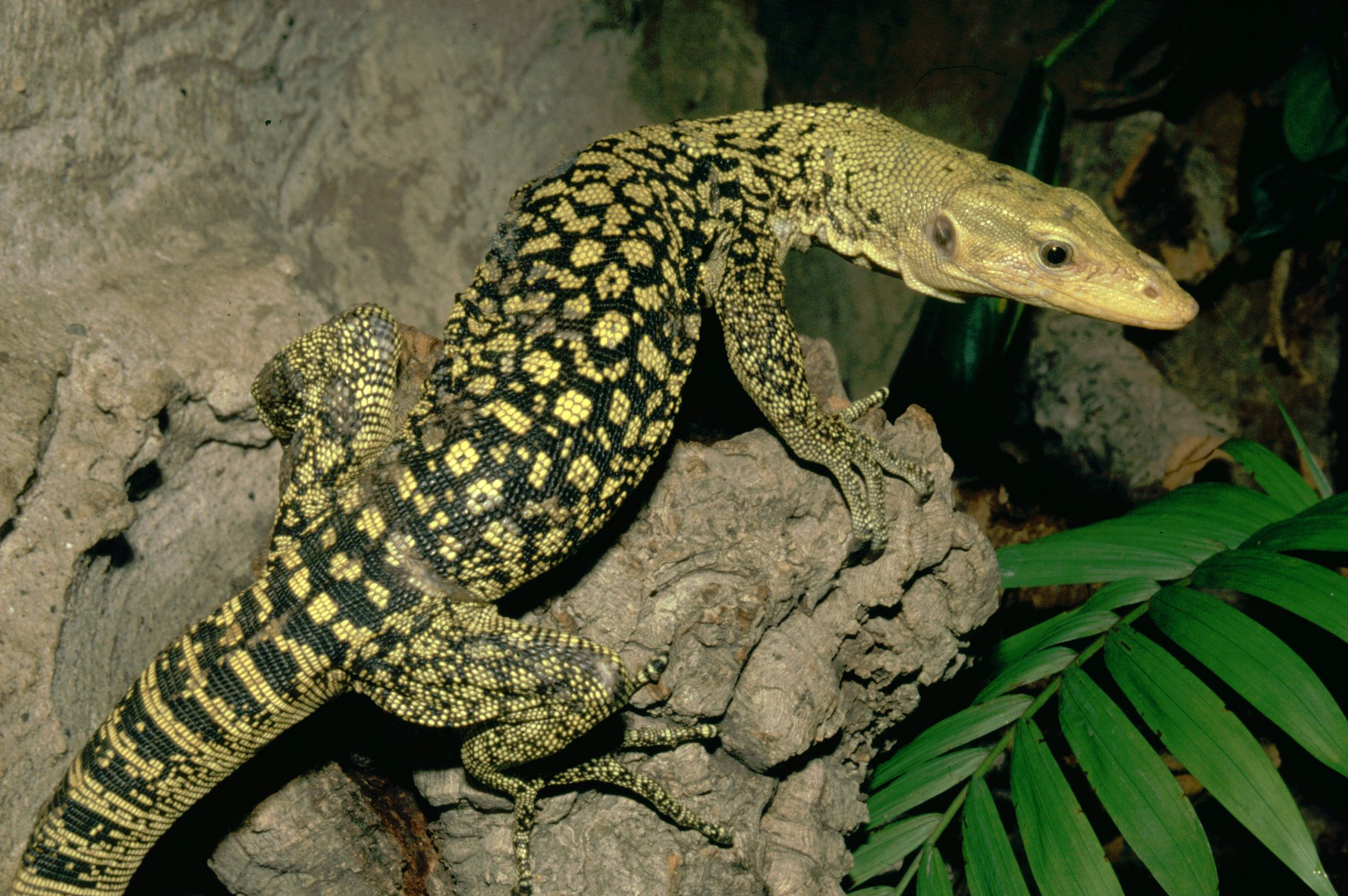 large domestic lizards