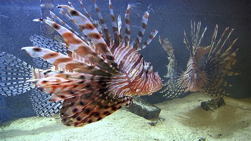 Lionfish beyond reach of divers worry researchers (Update)