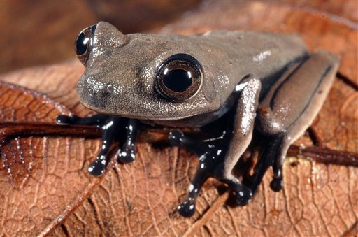 60 possible new species found in Suriname forest (Update)
