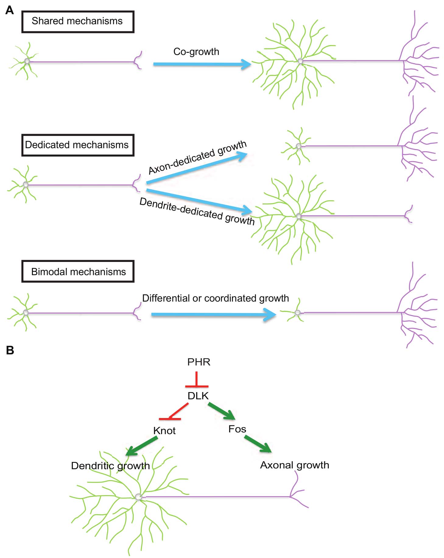 mechanisms dendrite axon patterning