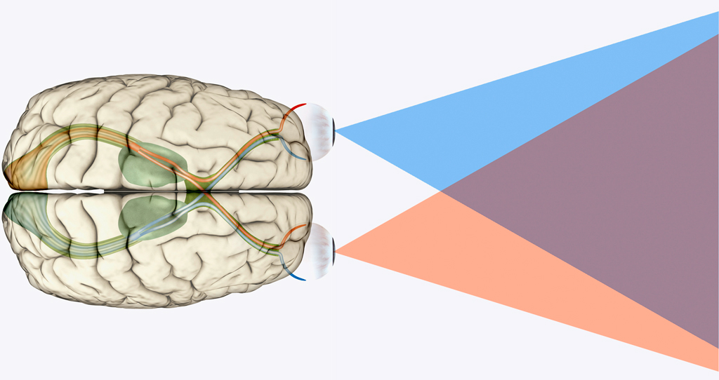 New theory explains how critical periods are triggered during development  of the nervous system