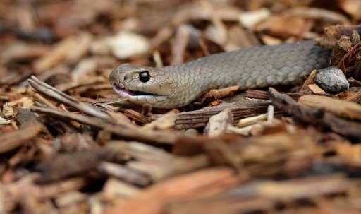 Aussie snakes slither into species book