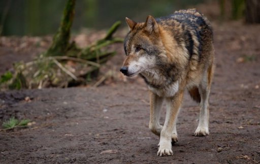 Gerмan villagers bυry 'Big Bad Wolf' fears