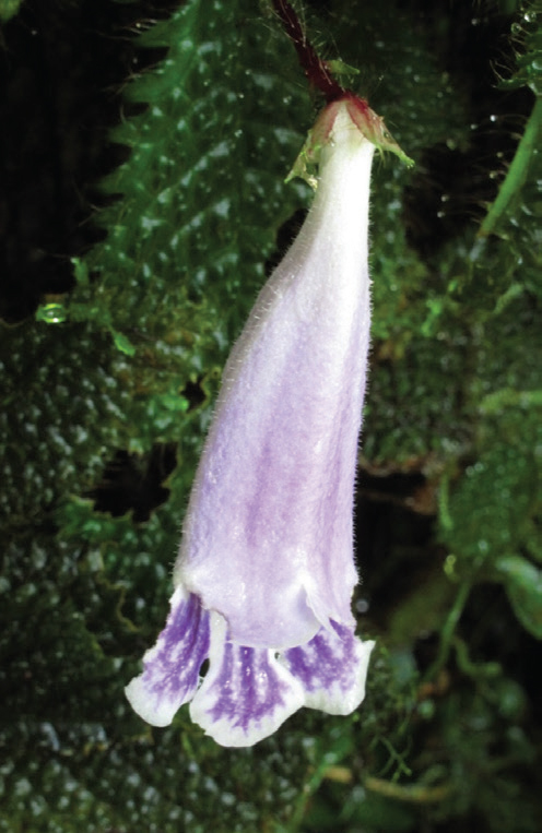 A Malaysian Beauty Newly Described Endemic Herb Species Under Threat Of Extinction