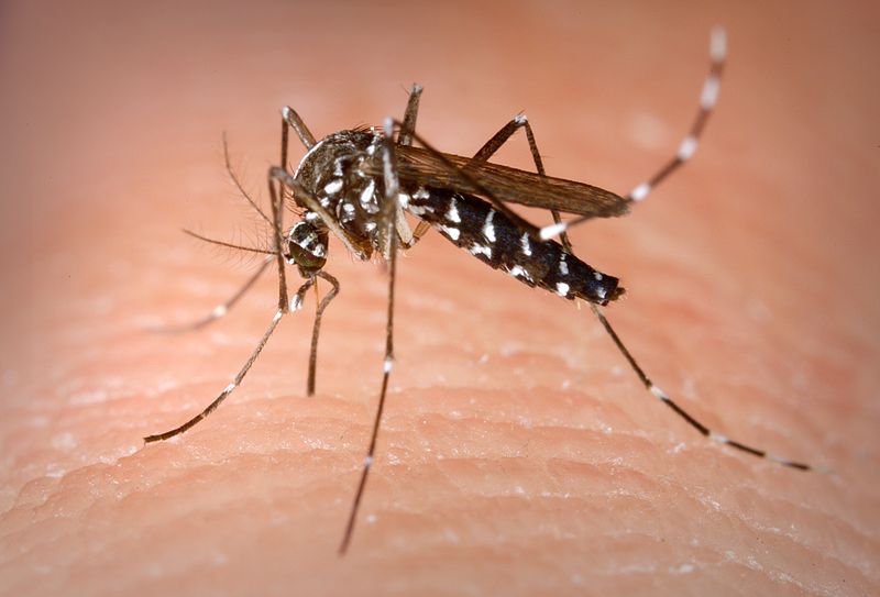 #Race is on to make Paris Olympics mosquito-free