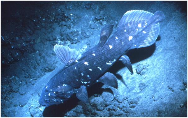 Mysterious 'living fossil' coelacanth fish can survive for 100