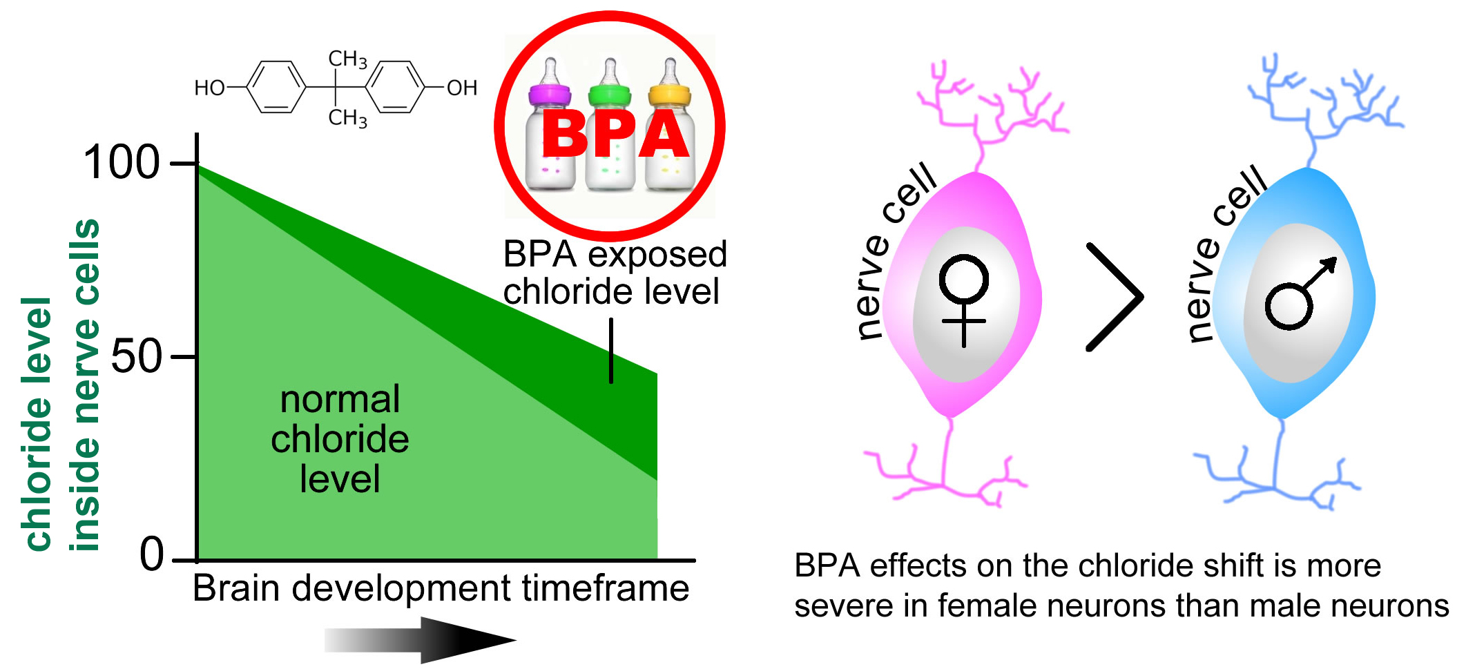Bpa May Affect The Developing Brain By Disrupting Gene Regulation