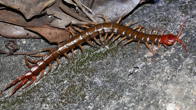 Centipede venom could lead to new class of pain drug