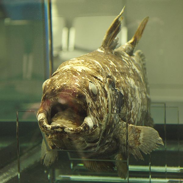 Advent of gillnets has led to significant numbers of coelacanth