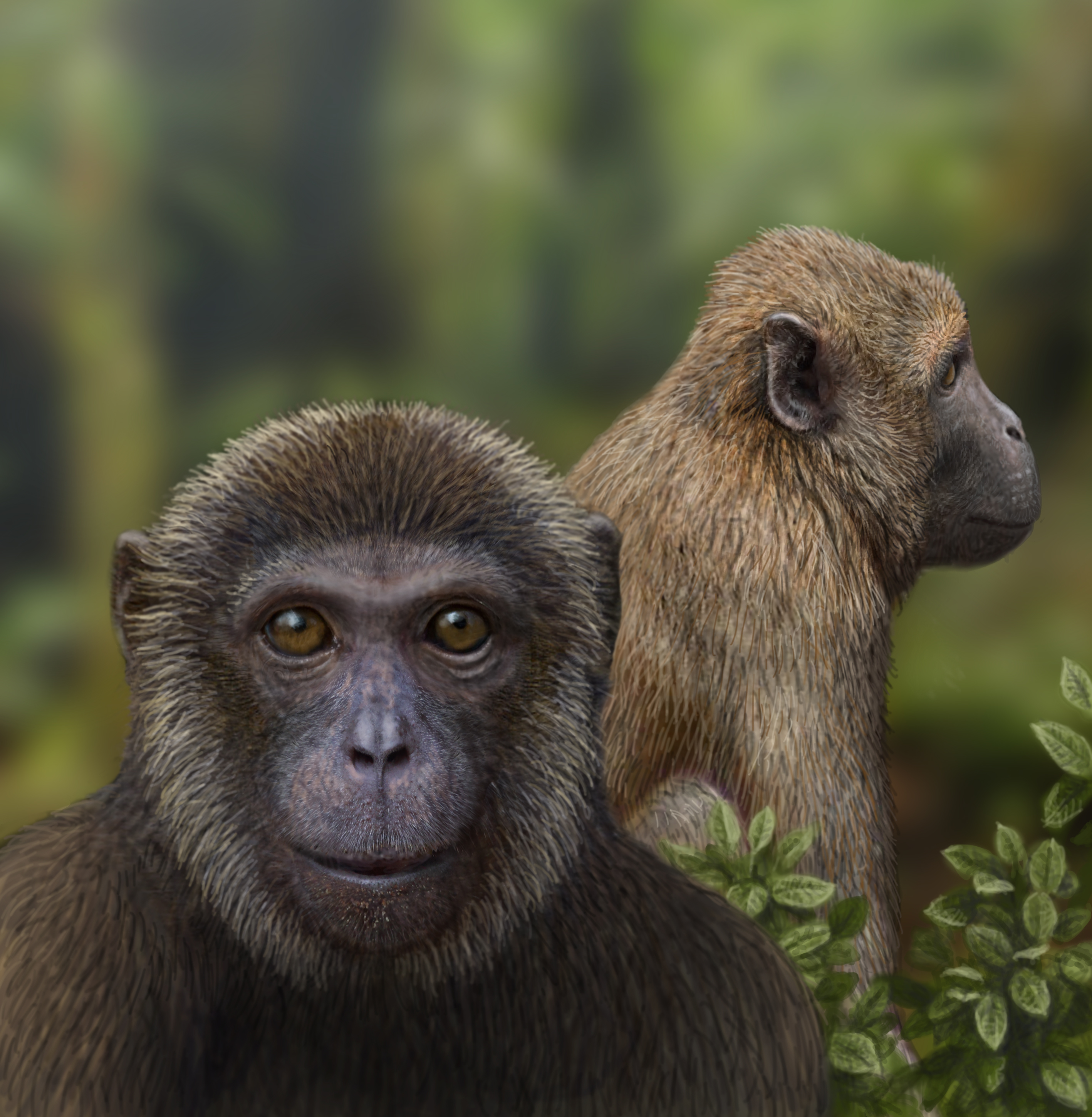 Обезьян нижний. Человекообразная узконосая обезьяна. Приматы (человекообразные обезьяны). Саадания примат. Saadanius hijazensis.
