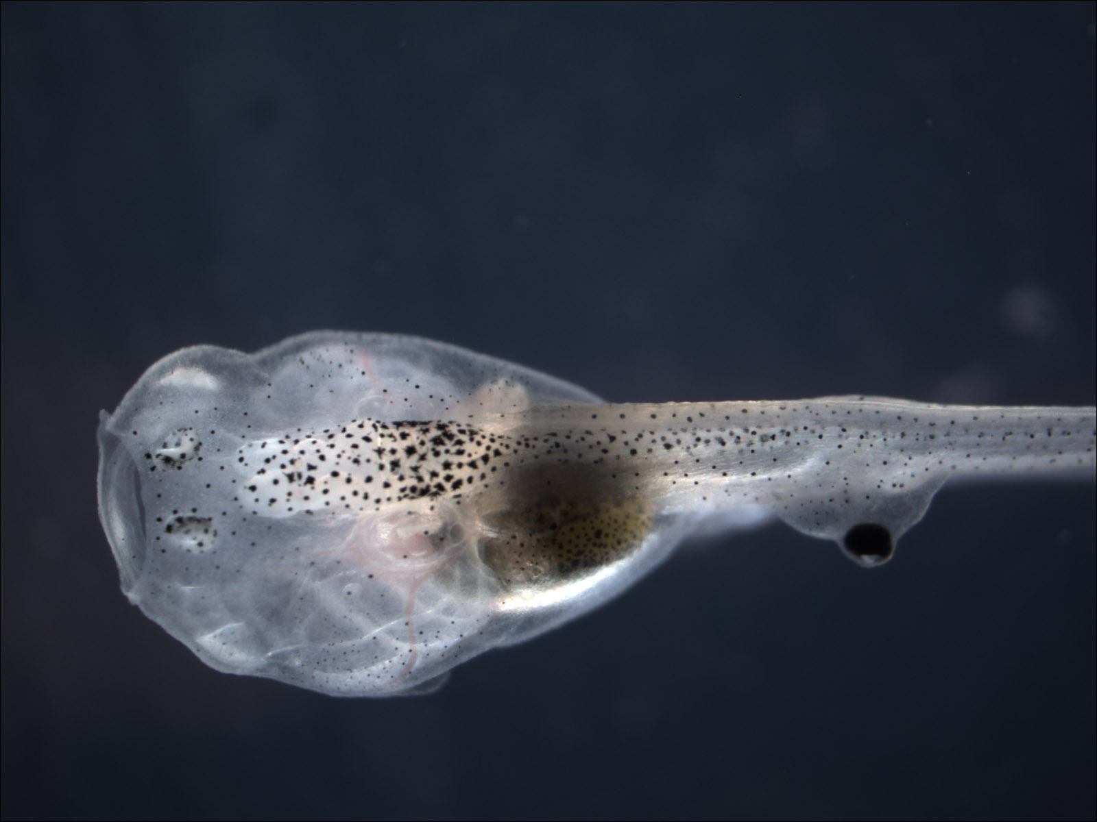 Ectopic eyes function without connection to brain: Experiments with  tadpoles show ectopic eyes that 'see'