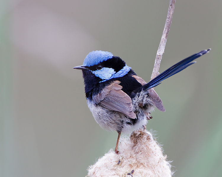 Study shows fairy-wrens learn to drive off their neighbors