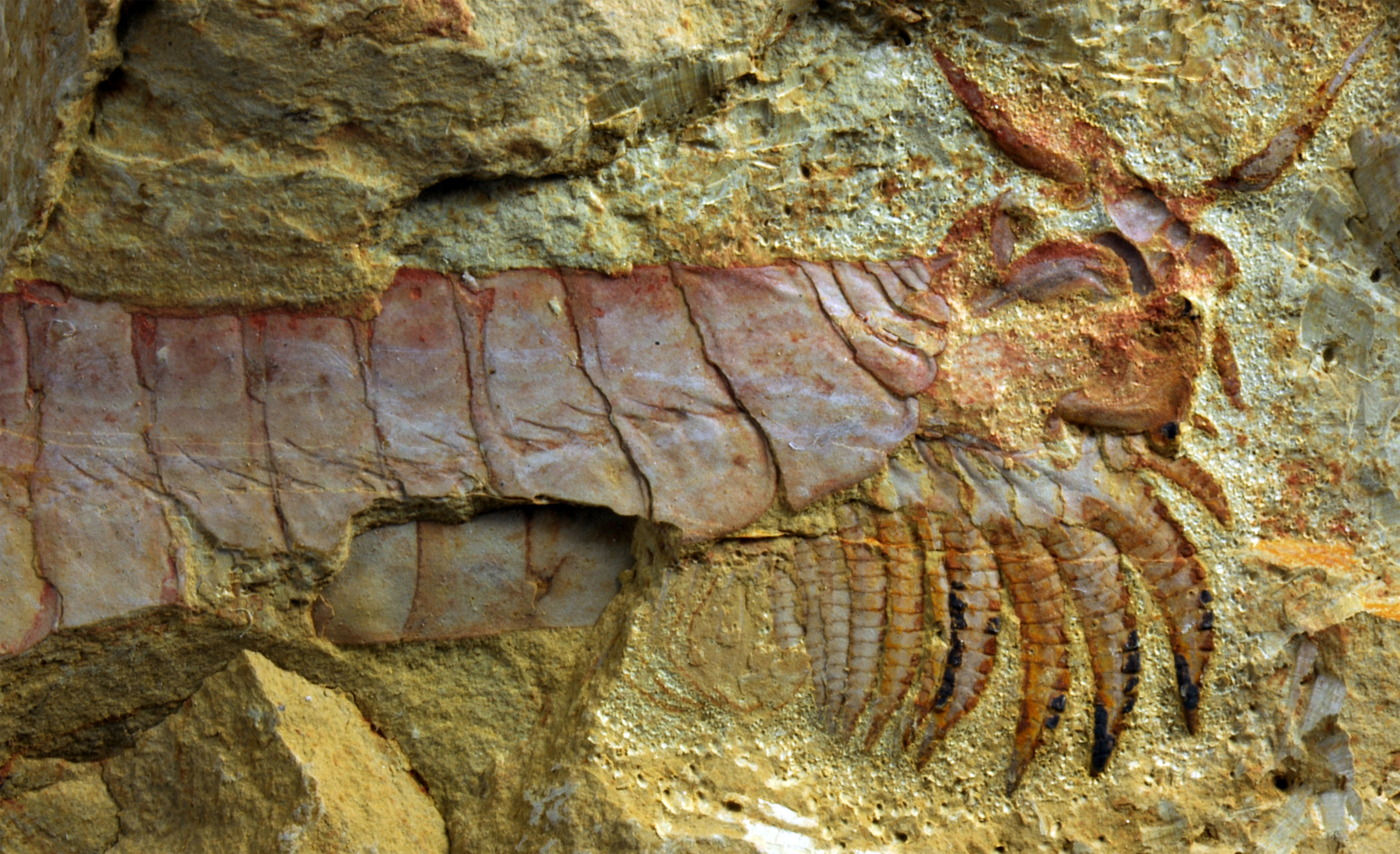 Организмы древних времен. Палеонтология окаменелости. Окаменелости кембрийского периода. Fossil окаменелости. Окаменелые щитни.
