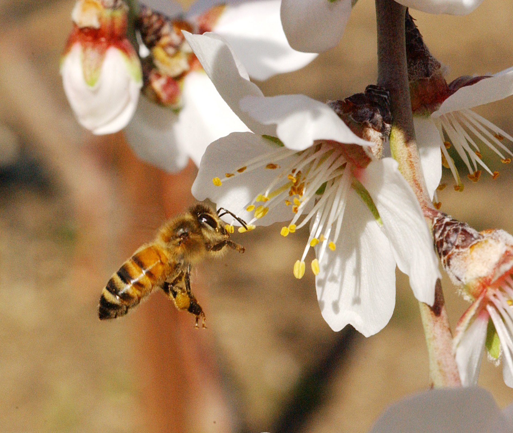 Талгарская опылители. Дикая медоносная пчела. Пчела медоносная опылитель. Пчела опыляет цветок. Пчела опыляет цветущие растения.