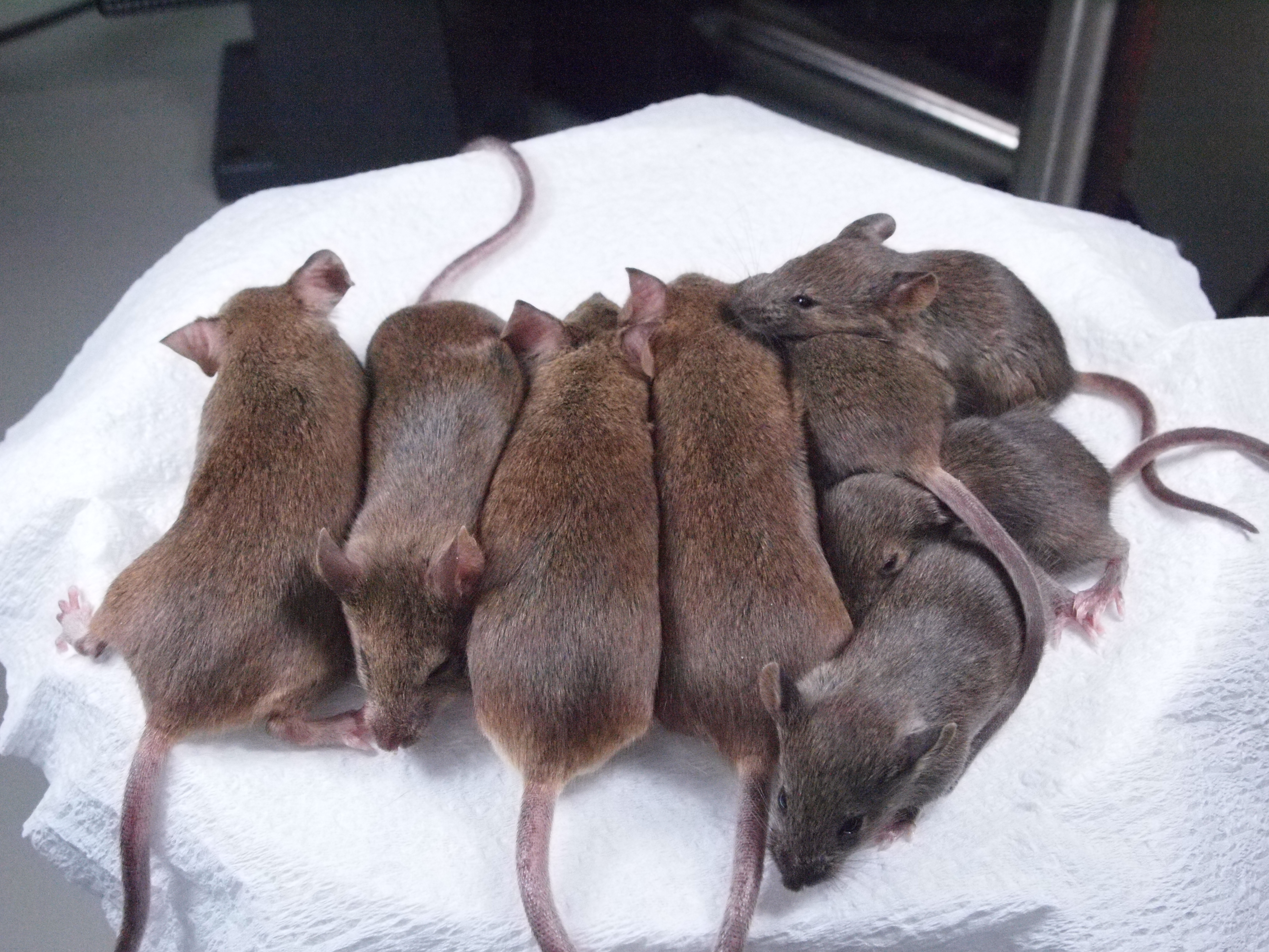 Первая клонированная мышь