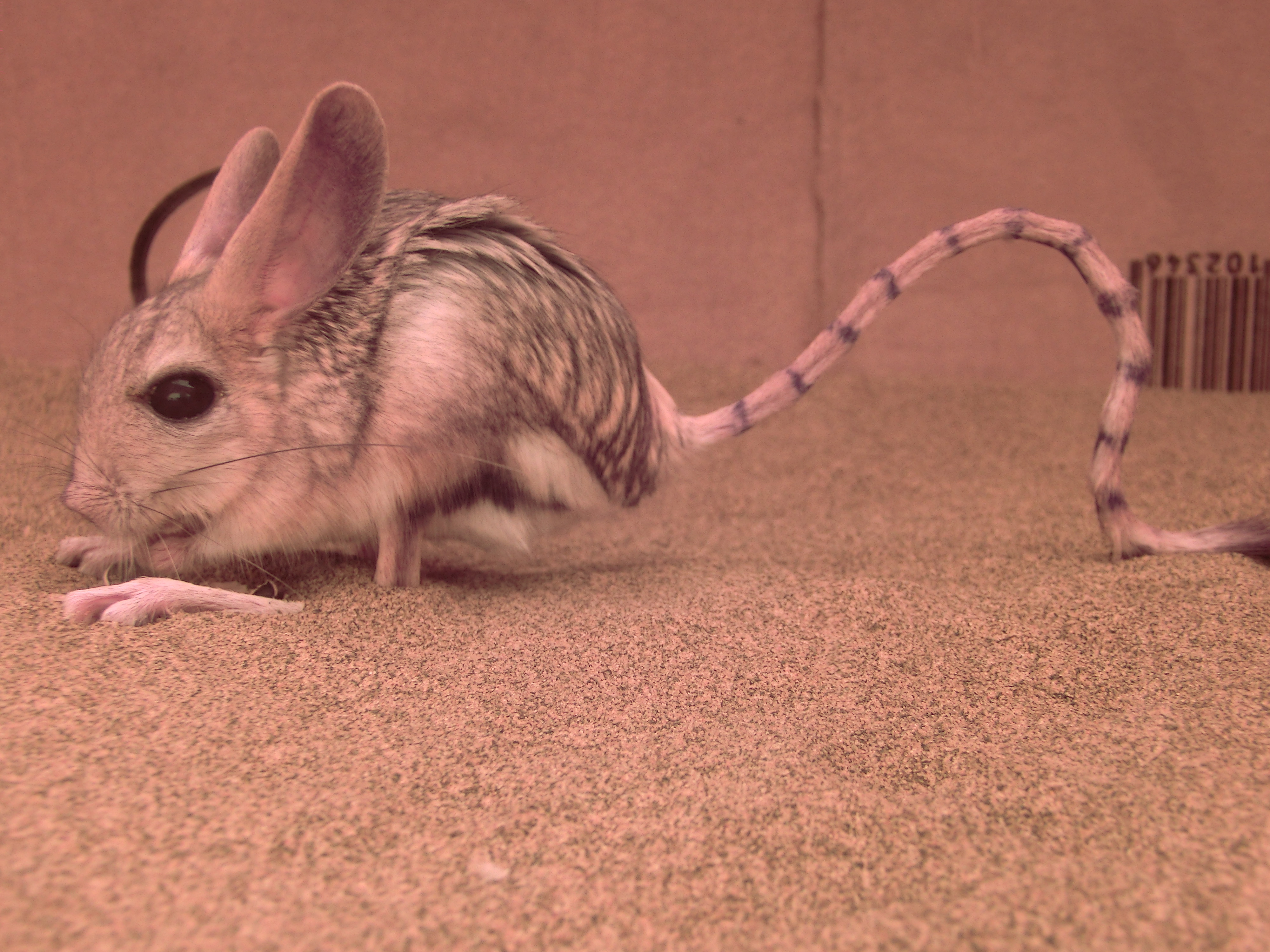 Jump for your life: Bipedal rodents survive in the desert with a hop, a  skip and a jump