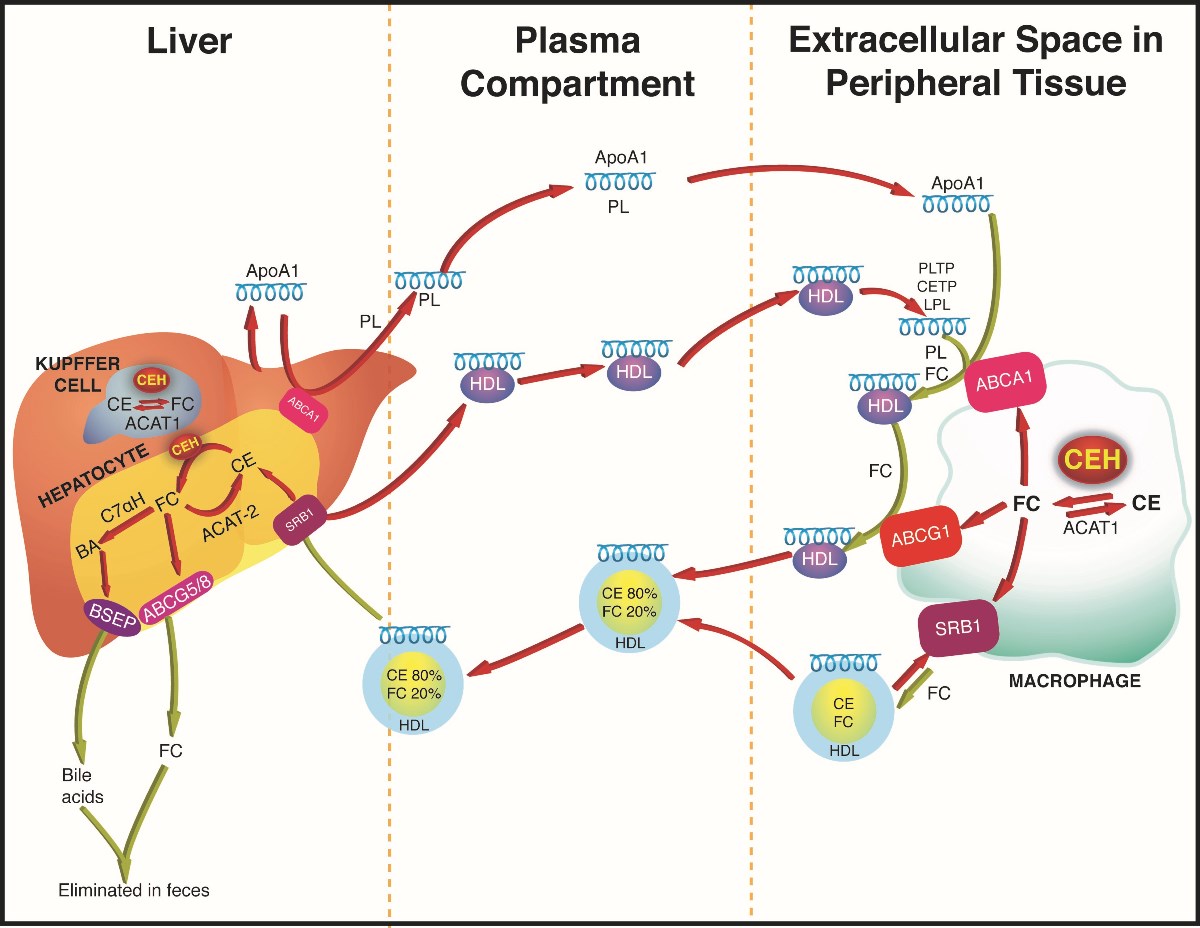 Liver Enzyme May Play Critical Role In Enhancing Cholesterol Removal
