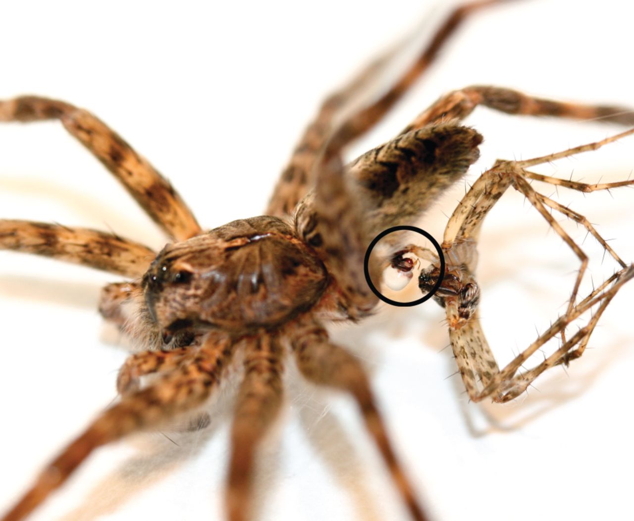 Male dark fishing spiders found to die spontaneously after mating