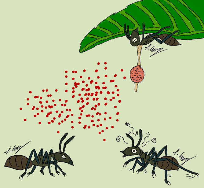 zombie insects