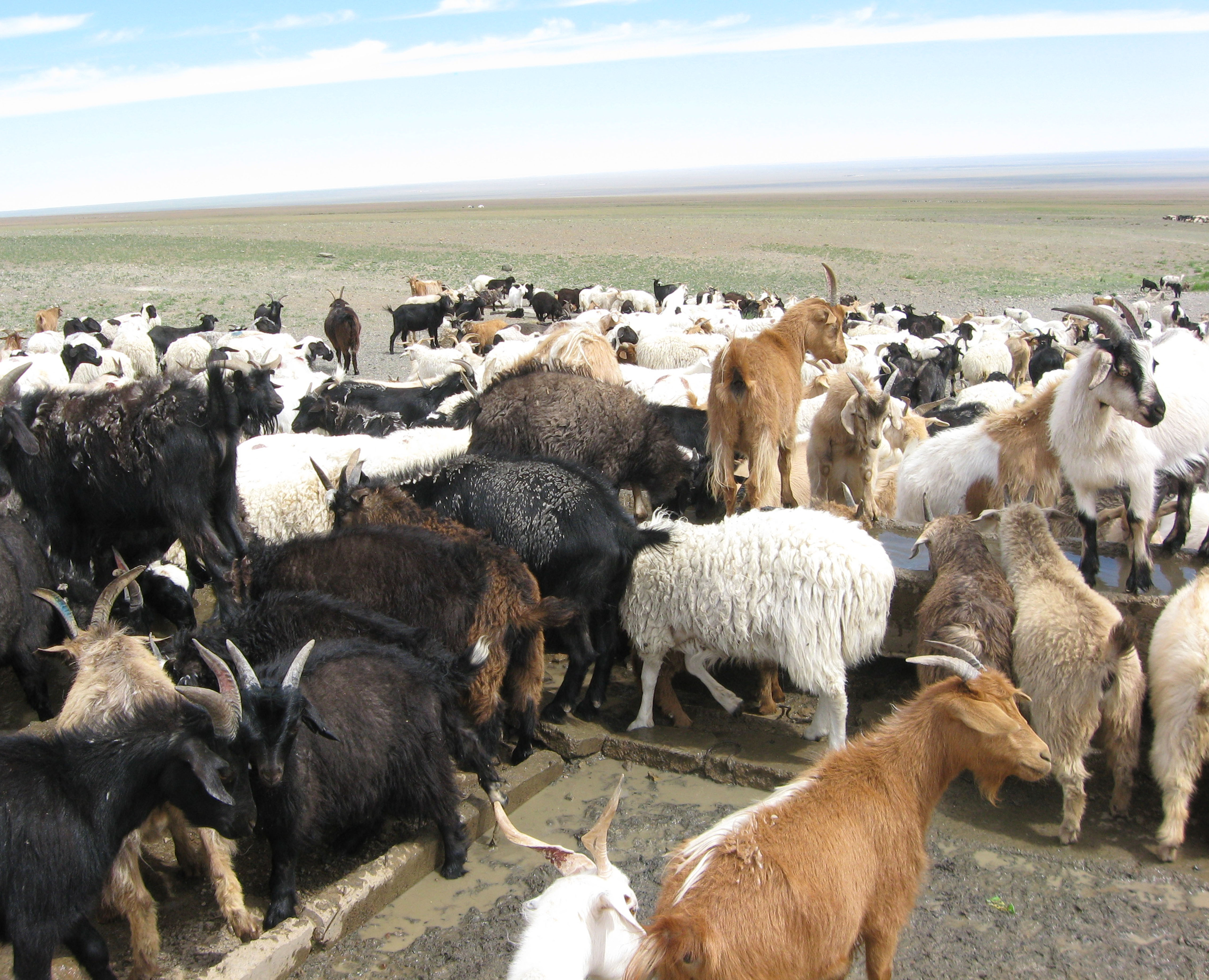 Overgrazing turning parts of Mongolian Steppe into desert