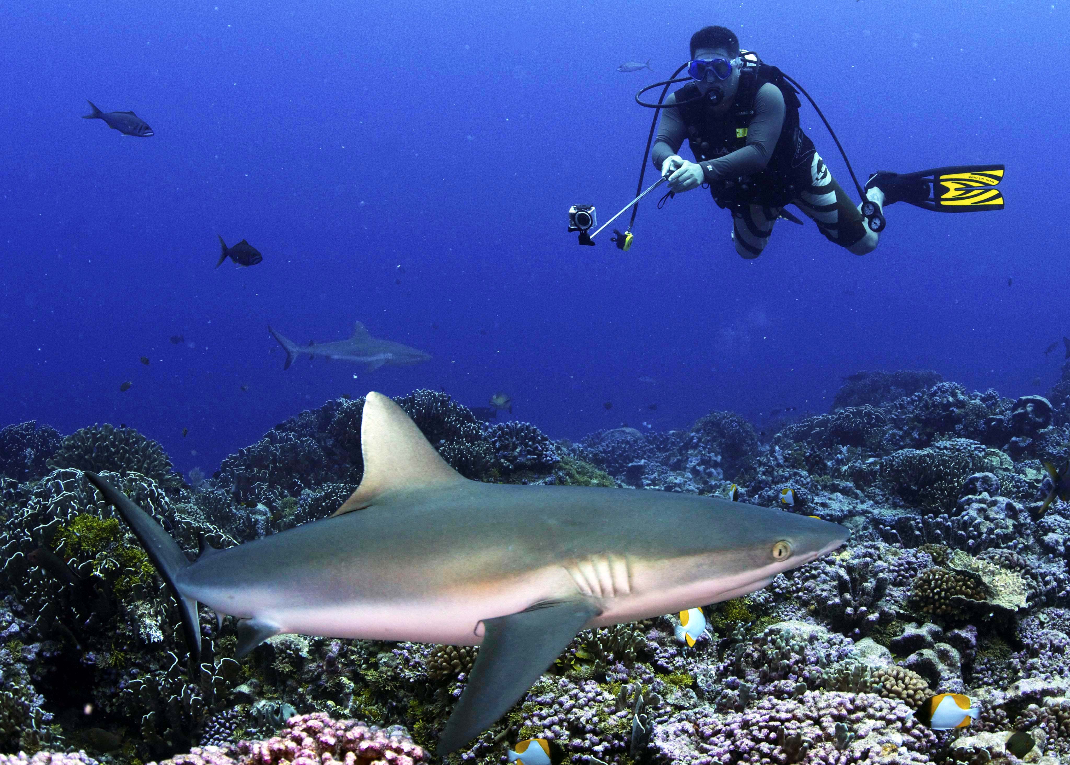 Есть ли в океане акулы. Фуджейра рифовые акулы. Рифовая акула Тайланд. Красное море акулы. Акула в океане.