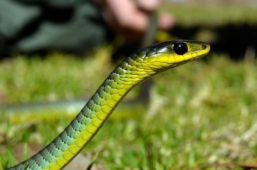 Snakes alive: Вeadly tenants nesting in suburbs