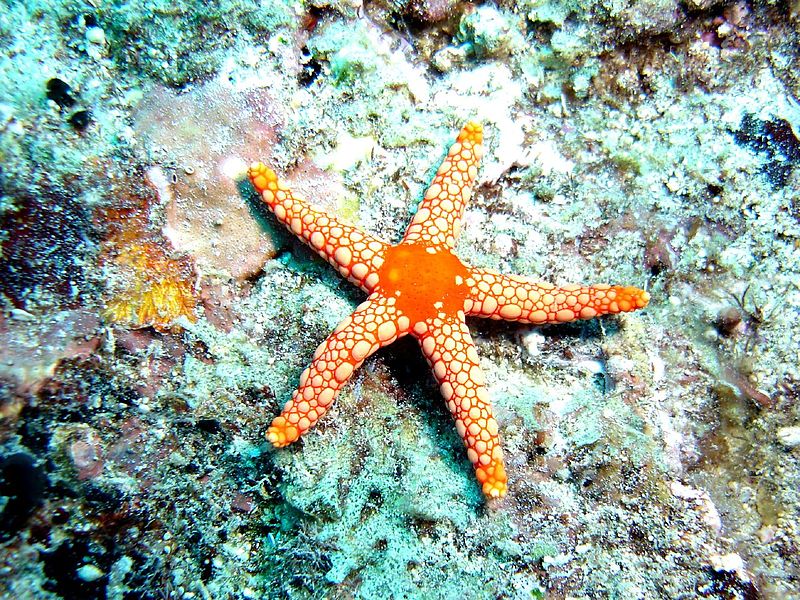Starfish reveal evolutionary history of puberty hormone