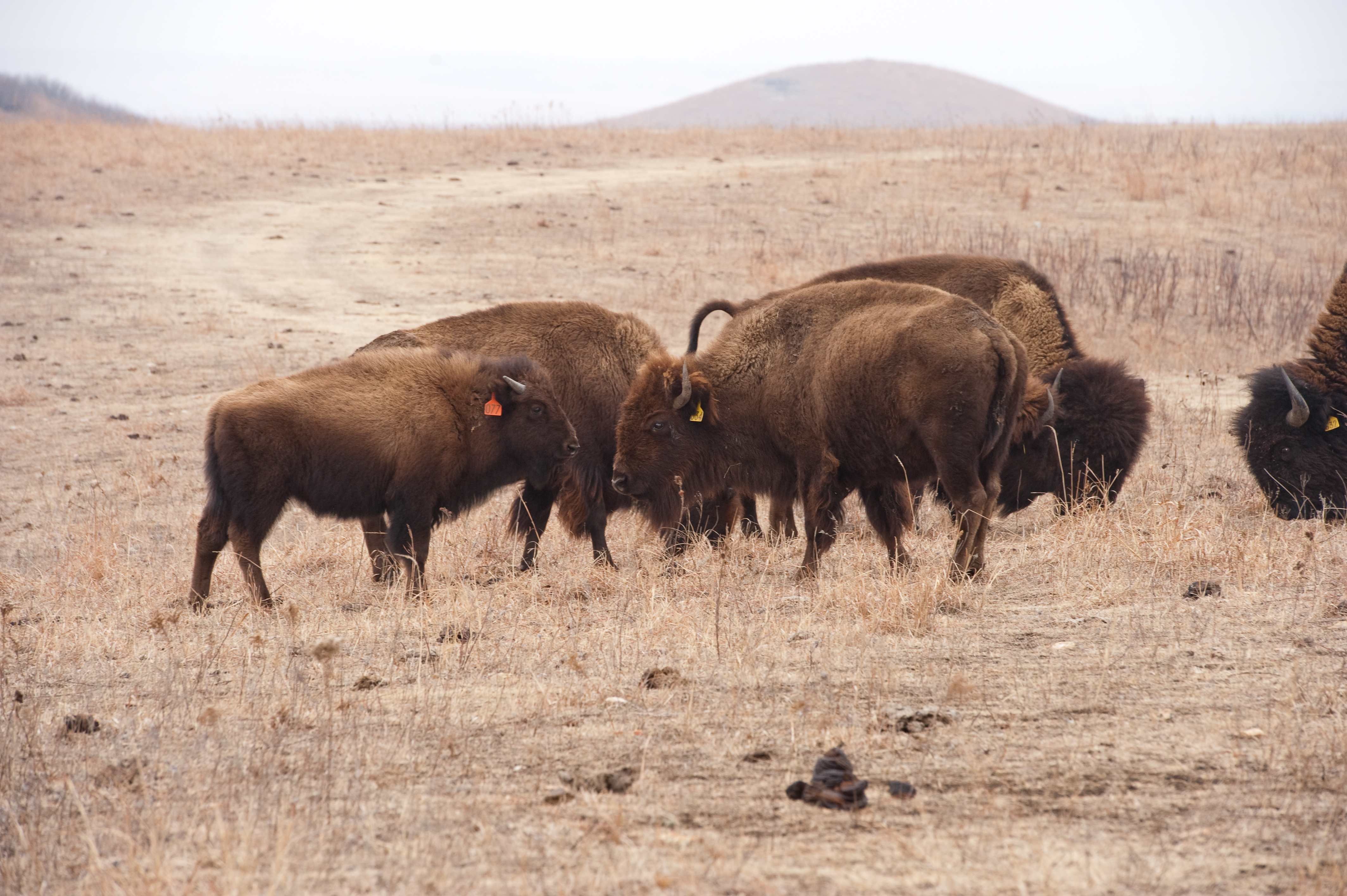 Study finds climate change to shrink bison, profit