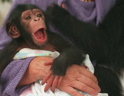 chimpanzee baby with human mother