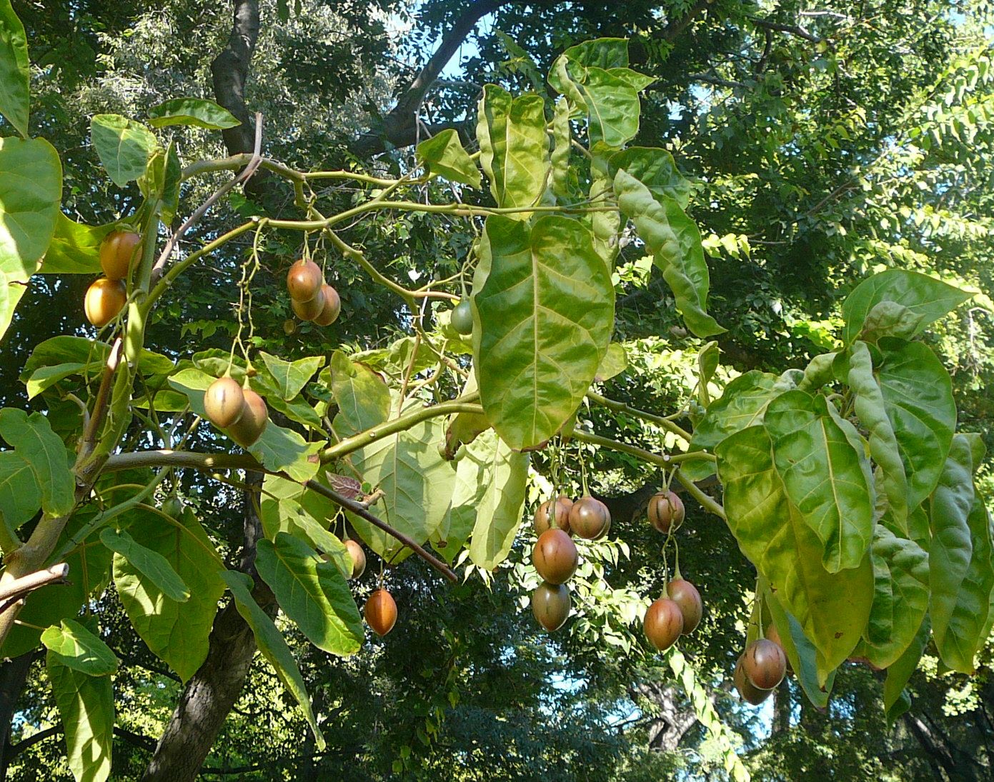 Baumtomaten Obst
