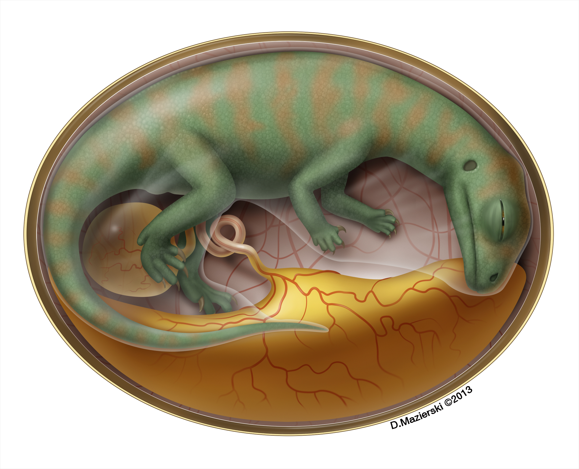 Dinosaur embryo