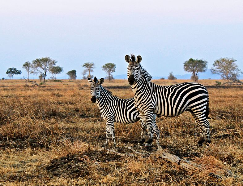 How a Zebra Got its Stripes According to the World's Oldest People