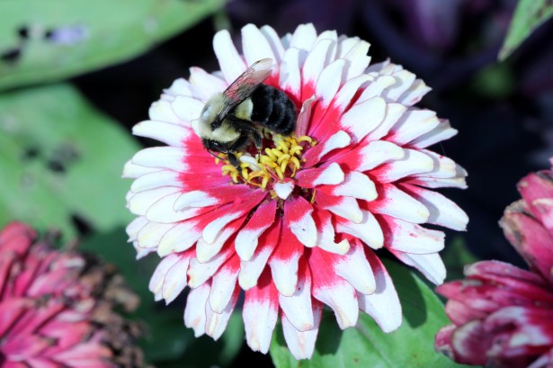 photo of About 94% of wild bee and native plant species networks lost, study finds image