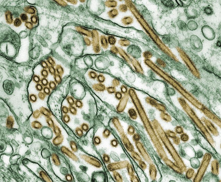 Les experts avertissent que le virus de la grippe aviaire évolue rapidement dans la plus grande épidémie jamais enregistrée