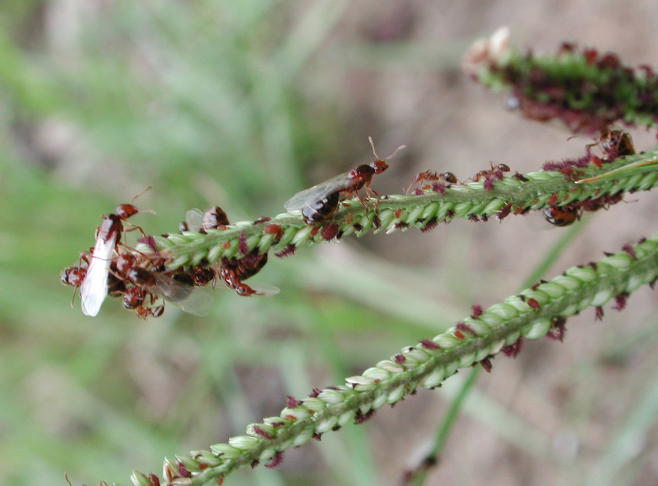 Ten Things To Know About Invasive Fire Ants On The March 0676