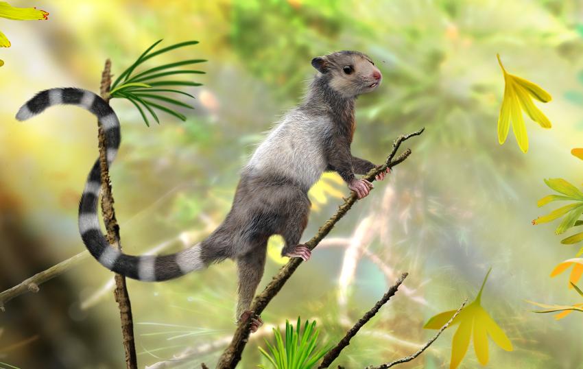 Three extinct squirrel-like species discovery supports earlier origin of  mammals in late Triassic