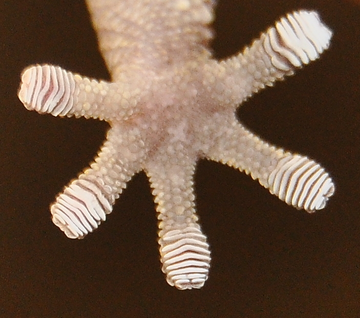 The key to geckos' unrivalled climbing skills isn't sticky feet. It's  subatomic