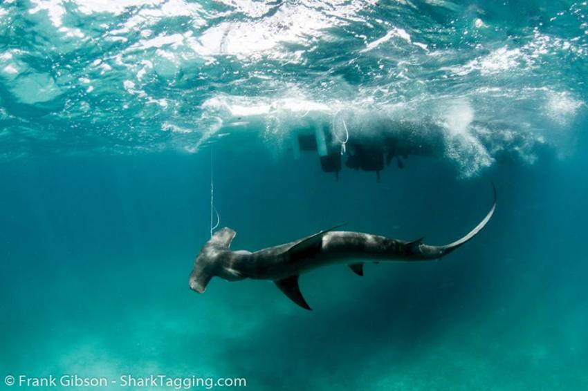 New study reveals vulnerability of sharks as collateral damage in
